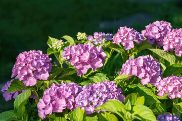 Hydrangea flower (Hydrangea macrophylla) in a garden