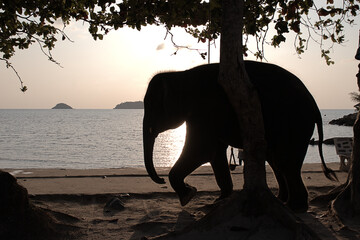 Naklejka na ściany i meble Baby elephant with the sun behind him at a tropical beach