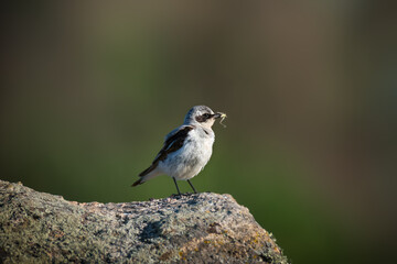 Fototapeta premium The northern wheatear, wild bird sits on a stone