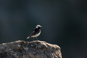 The pied wheatear, wild bird sits on a stone