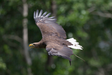 bird of prey