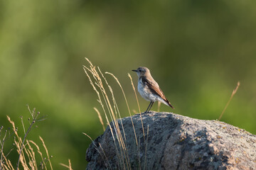 The northern wheatear, wild bird sits on a stone