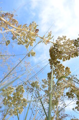 yellow leaves against blue sky