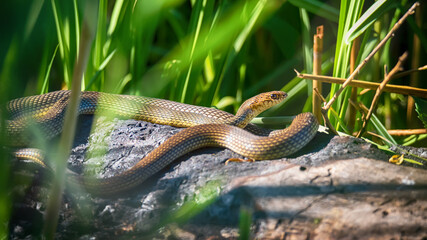 Close up of Caspian whipsnake lying in the sun