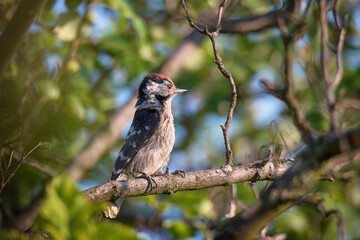 Obraz premium Single Lesser Spotted Woodpecker sitting on tree branch