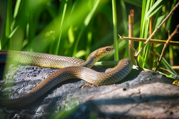 Close up of Caspian whipsnake lying in the sun