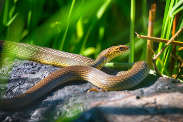 Close up of Caspian whipsnake lying in the sun