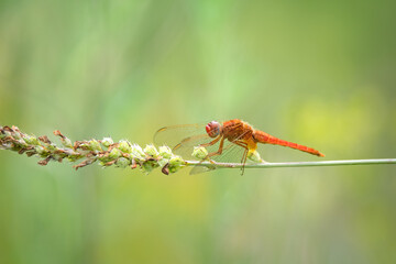Close up of red dragonfly sitting on green grass