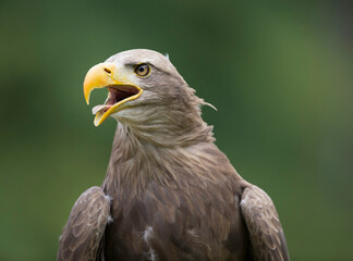bird of prey