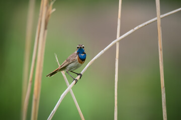 Beautiful bluethroat bird sits on a reed