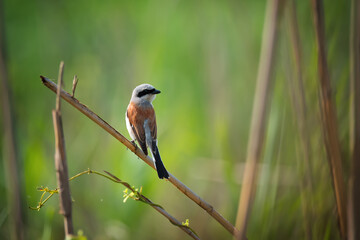 Fototapeta premium Beautiful Red-backed shrike, wild bird sits on a reed