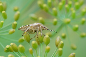 Bug on the buds