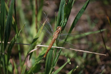 Dragonfly on the grass