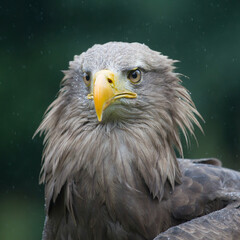 bird of prey