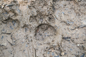 Footprint of a jaguar in mud at Cuyabeno Wildlife Reserve, Ecuador