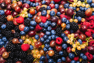 Gooseberries, blueberries, mulberry, raspberries, white and red currants.