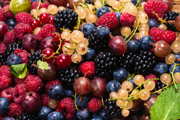 Gooseberries, blueberries, mulberry, raspberries, white and red currants.