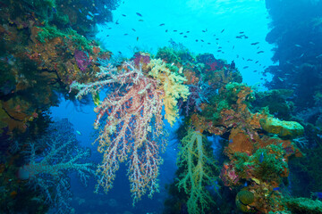 Wreck and soft corals