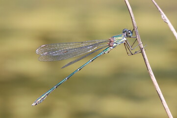 Blue dragonfly on a twig