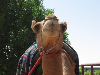 Portrait of a camel