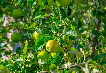 Apples in an apple tree cultivated in a garden in bright sunlight in summer