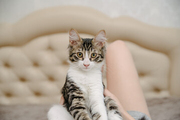 Young woman holding cat on hands. Girl with cat.