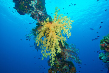 Fototapeta na wymiar Wreck and soft corals