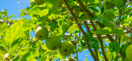 Apples in an apple tree cultivated in a garden in bright sunlight in summer