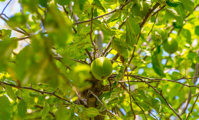 Apples in an apple tree cultivated in a garden in bright sunlight in summer