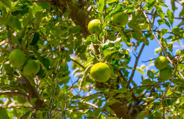 Apples in an apple tree cultivated in a garden in bright sunlight in summer