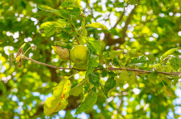 Apples in an apple tree cultivated in a garden in bright sunlight in summer