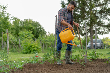 Young man reclaims soil with hoe in his garden. Watering tomatoes. Concept eco farm vegetable garden.