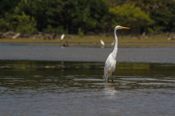 White bird standing in the water of a river at Cuyabeno, Amazonia, Ecuador