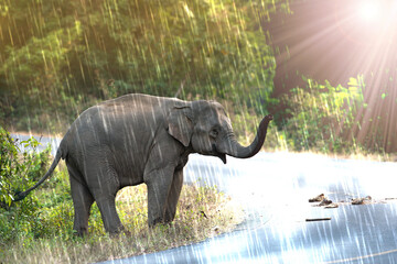 Female Asian wild elephant in the national park
