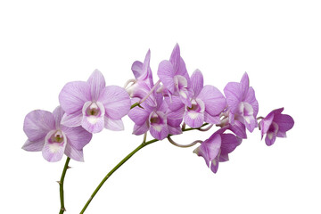 Naklejka na ściany i meble Beautiful orchid flower with isolated on white background. 