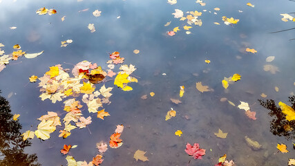 Various dead tree leaves in fall colors floating on water surface with tree trunk reflections.yellow leaves floating on the water with reflection in rainy autumn day.Fallen yellow leaves