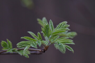 blooming leaves on a tree branch