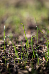 Germinate of grass seeds in soil. The grass was sown two weeks ago. Narrow depth of field