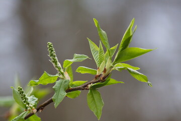 blooming leaves on a tree branch