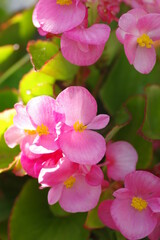 Fototapeta na wymiar ピンク色のベゴニアの花