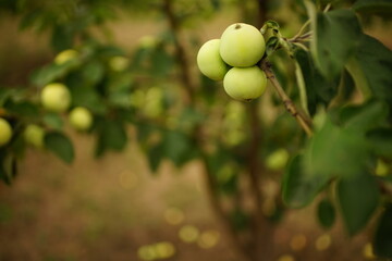Ripe green apples on a branch in the garden.