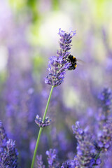 A bumblebee sits on lavender blossom