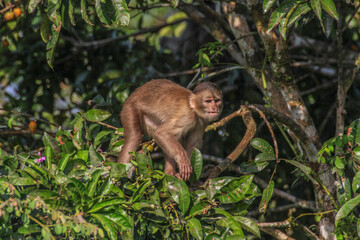 Monkey in tree at Cuyabeno Wildlife Reserve, Amazonia, Ecuador