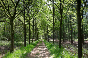 Fototapeta na wymiar Walking path in a fresh green forest in spring. Walking path in woods