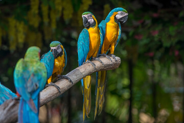 Closeup group of blue and gold macaw perched on a branch