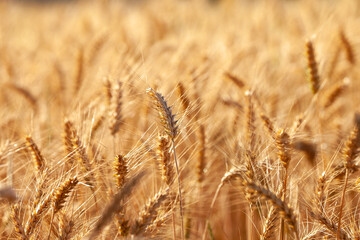 It's harvesting time! This barley is ripe and ready to be harvested. Glowing golden with the sun illuminating the ears.