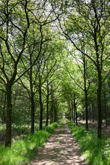 Walking path in a fresh green forest in spring. Walking path in woods. Vertical image