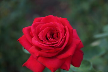 red rose on a green background