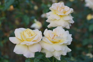 white and yellow flowers
