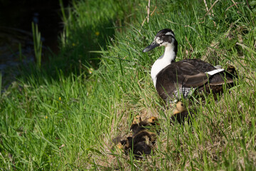 Wild duck with ducklings relax on grass in a park near a ditch
